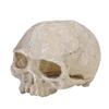 Resin Head Bone Skull Statue for Lizard Snake Spider Scorpion Cave Aquarium Fish Tank Landscape