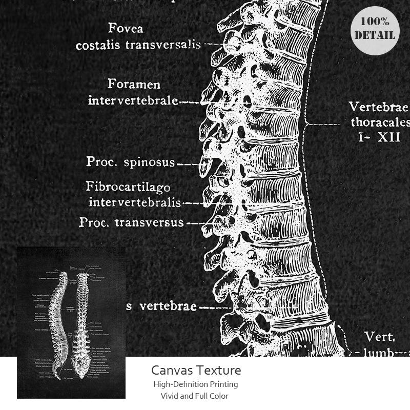 Human Anatomy Artwork Wall Picture Organ Muscle Skeleton Nordic Canvas Print Vintage Poster Art Painting Medical Clinic Decor