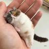 Набор для творчества «Кошка из шерстяного фетра»: Креативные животные для пар, подходящие для начинающих