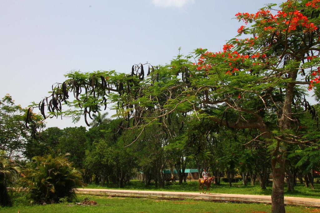 SAFLAX Яркий - 6 семян - Delonix regia