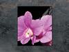 SZKLANA DESKA DO KROJENIA 45x52 ORCHIDEA