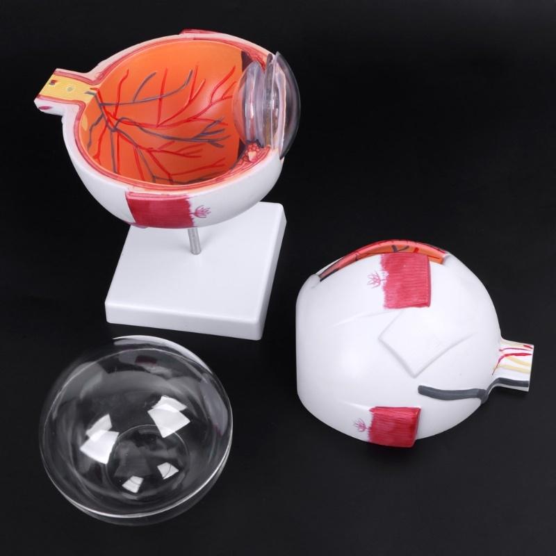 Human Anatomical Natural Eyeball Model Medical Learning Aid Teaching Instrument IBU