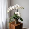 Luxury Ceramic Hydroponic Pot for Phalaenopsis Orchids and Pennywort