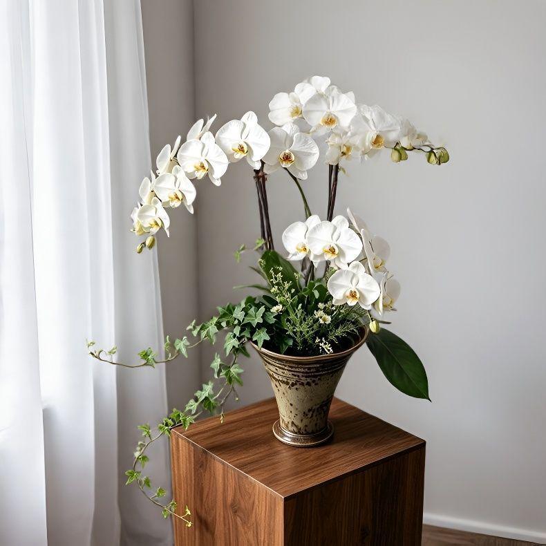 Luxury Ceramic Hydroponic Pot for Phalaenopsis Orchids and Pennywort