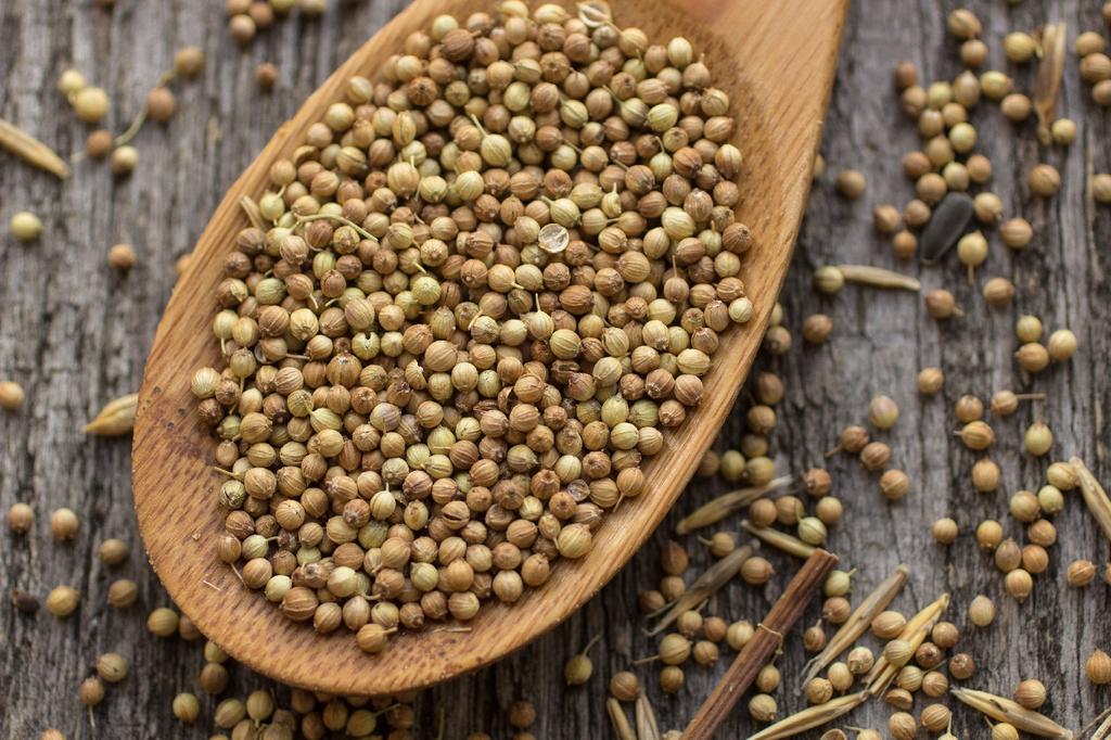 SAFLAX Garden in the Bag - Органический - Кориандр - 150 семян - С субстратом в подходящем пакете - Coriandrum sativum