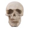 2pcs Resin Tabletop Skeleton Model Dispaly Props