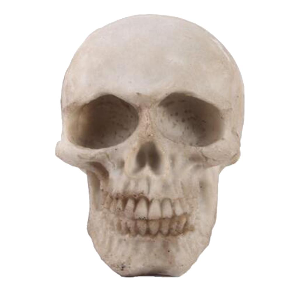 2pcs Resin Tabletop Skeleton Model Dispaly Props
