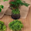 100/150/200/500/1000G Artificial Green Moss DIY Crafts Fairy Gardens Table Centerpieces Fish Tank Microlandscape Decorative Fake Moss