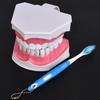 Dental Teaching Teeth Model with Toothbrush Children Education Teeth Brushing Model Oral Care
