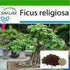 Bonsai - Peepul Tree / Sacred Fig - 100 Seeds - With Potting Substrate for Better Cultivation - Ficus Religiosa