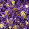 Blue Lotus Dried Flowers - Nine-Grade Perfume Egyptian Water Lily, 500g