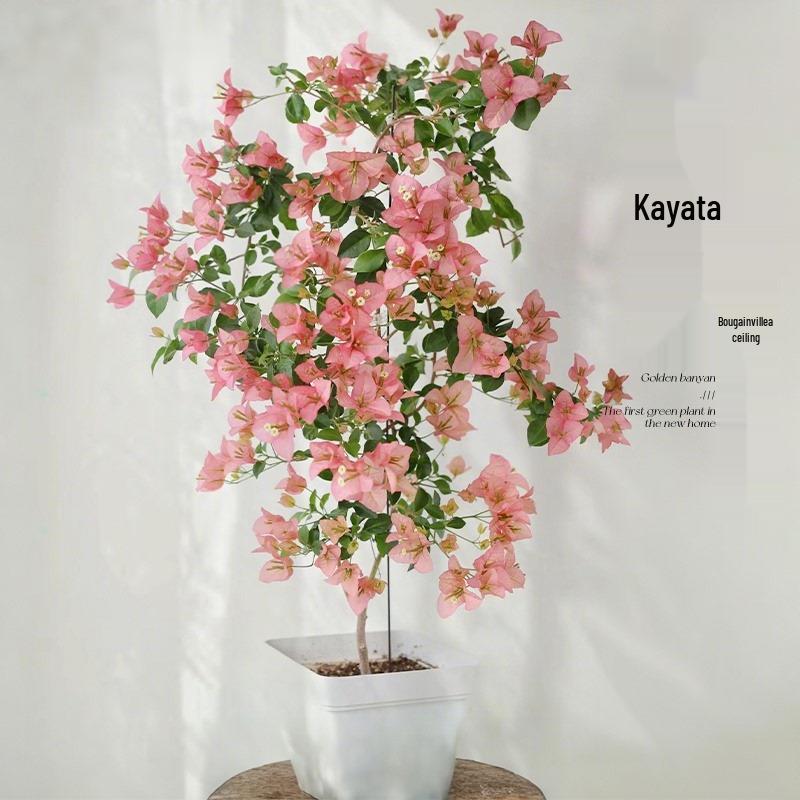 Blooming Tower Kaja Bougainvillea: Potted Indoor Flower Seedlings for Balconies