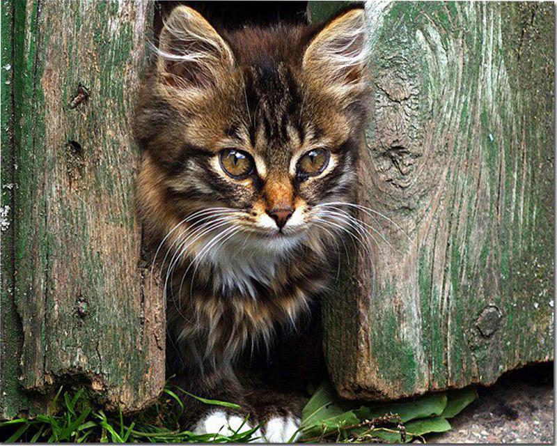 Алмазная живопись утки цветы кошка стразы 5D DIY Алмазная вышивка полный набор небесный пейзаж вышивка крестиком Алмазная мозаика подарок ручной работы