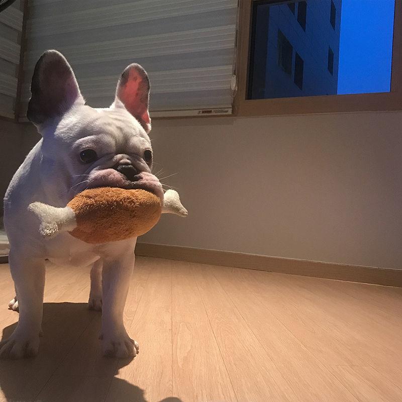 Плюшевая игрушка для домашних животных в форме куриного бедра, мягкая игрушка для собак, пищащие игрушки для домашних животных, собак и кошек, уход за зубами