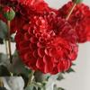 2 Heads Simulation Dahlia Flowers 80cm Silk Fake Flowers  Garden Decor