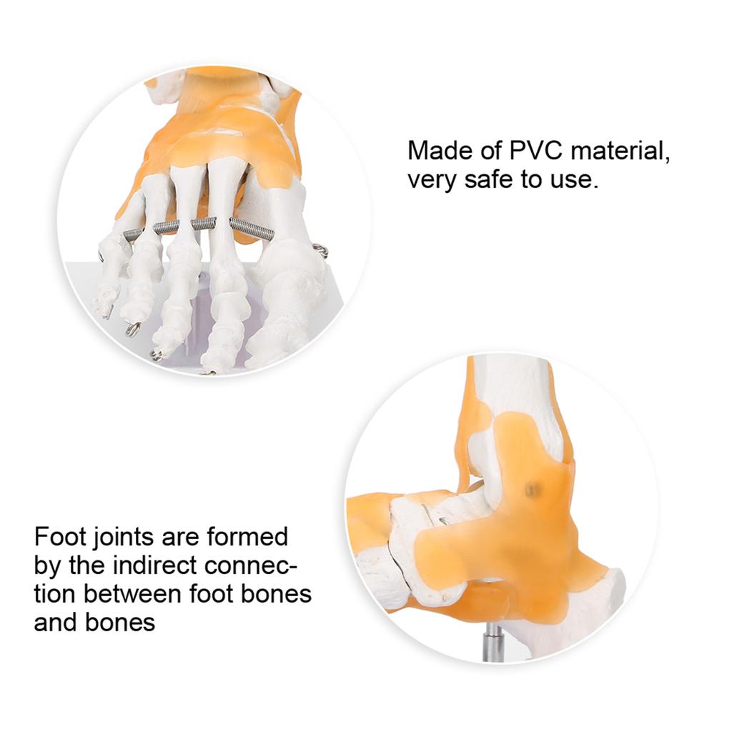 Анатомическая модель скелета взрослого человека с связками, стопы и голеностопного сустава