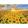 2000-piece Jigsaw Puzzle - Sunset In a Vast Sunflower Field (mini), Popular Korean Puzzle