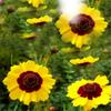 Herbal Tea Kunlun Mountain Snow Chrysanthemum Dried Flower 40g