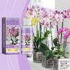 Orchid Plant Growth Agent, Special Nutrient Solution For Flowers And Green Plants, Suitable For Orchid Potted Plants,50ML