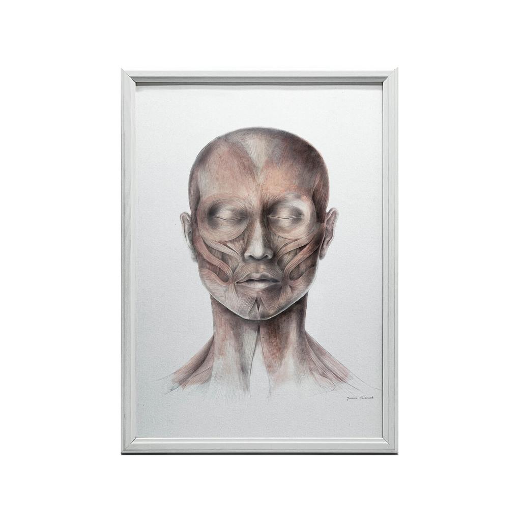 Mięśnie Mimiczne Twarzy - Widok Od Przodu (Norma Frontalis) - Plakat Anatomiczny Mięśnie Mimiczne Twarzy - Widok Od Przodu (Norma Frontalis) - Plakat