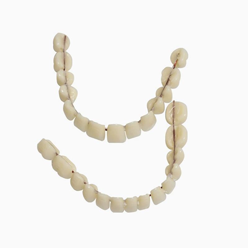 Boxed Resin Denture Upper Lower Teeth Full Mouth S/M/L Size Preformed Dentition Oral Care Teaching Model