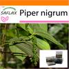 Garden In the Bag - Pepper Plant - 20 Seeds - With Substrate In a Fitting Stand Up Bag - Piper Nigrum