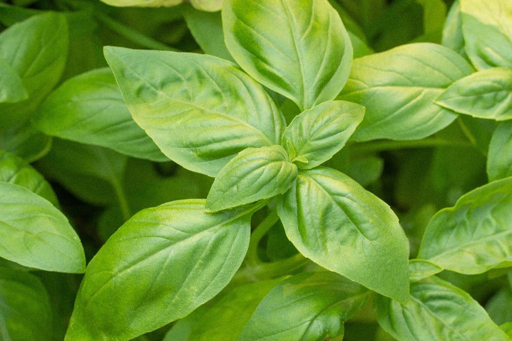 SAFLAX Сад в сумке - Органический - Базилик генуэзский - 800 семян - С субстратом в подходящей устойчивой сумке - Ocimum basilicum