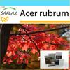 Подарочный набор - Красный клен - 20 семян - С подарочной коробкой, карточкой, этикеткой и субстратом для цветов - Acer Rubrum