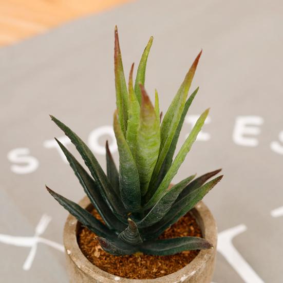 Поддельные сочные бонсай красивые декоративные реалистичные мини искусственные суккулентные растения искусственный цветок бонсай для гостиной