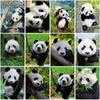DIY Панда 5D Алмазная картина Полный круглый дрель Животное Алмазная вышивка Крестиком Мозаика Наборы Искусство Домашний декор