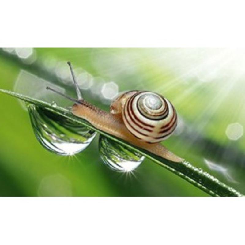 Tonymoly Intense Care Gold 24K Snail Cream 45ml