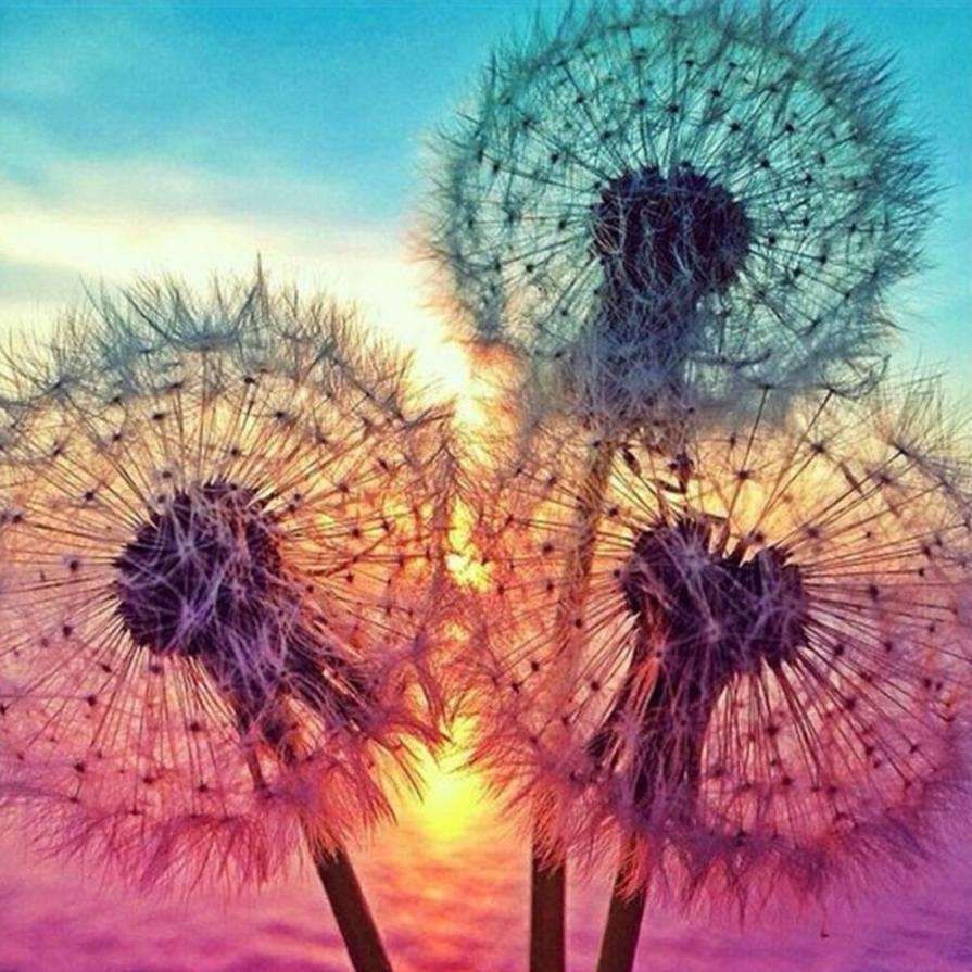 Paint by numbers kit with frame, creative picture, dandelions, diy, 40x40
