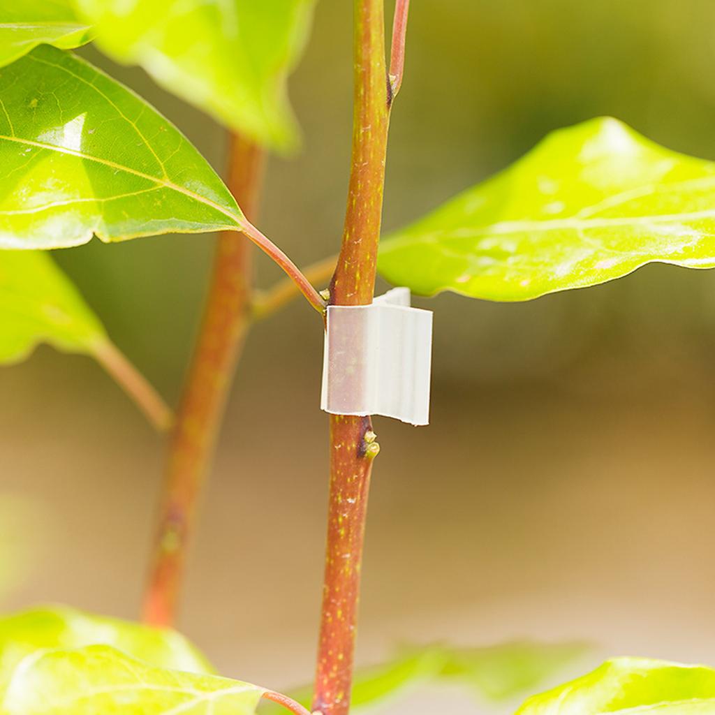 20 шт. Клипса для прививки растений Клипса для прививки рассады томатов Зажим для прививки баклажанов Мини-прозрачный Прививка цветущих растений