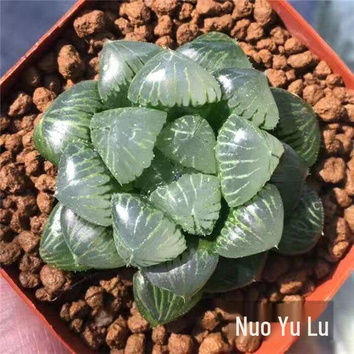 Crystal Succulent Set: Haworthia Genus Green Potted Plants for Newbies