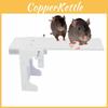 Catch Trap Mouse Rat Trap Catch Walk The Plank Humane Bucket Mice Auto Reset New