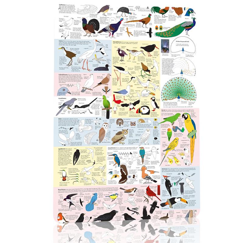 Drawing Birds Catalogue Poster Retro D Printed Metal Signs Customized Wall Hanging Gift for Gaming Room Decoration Items House