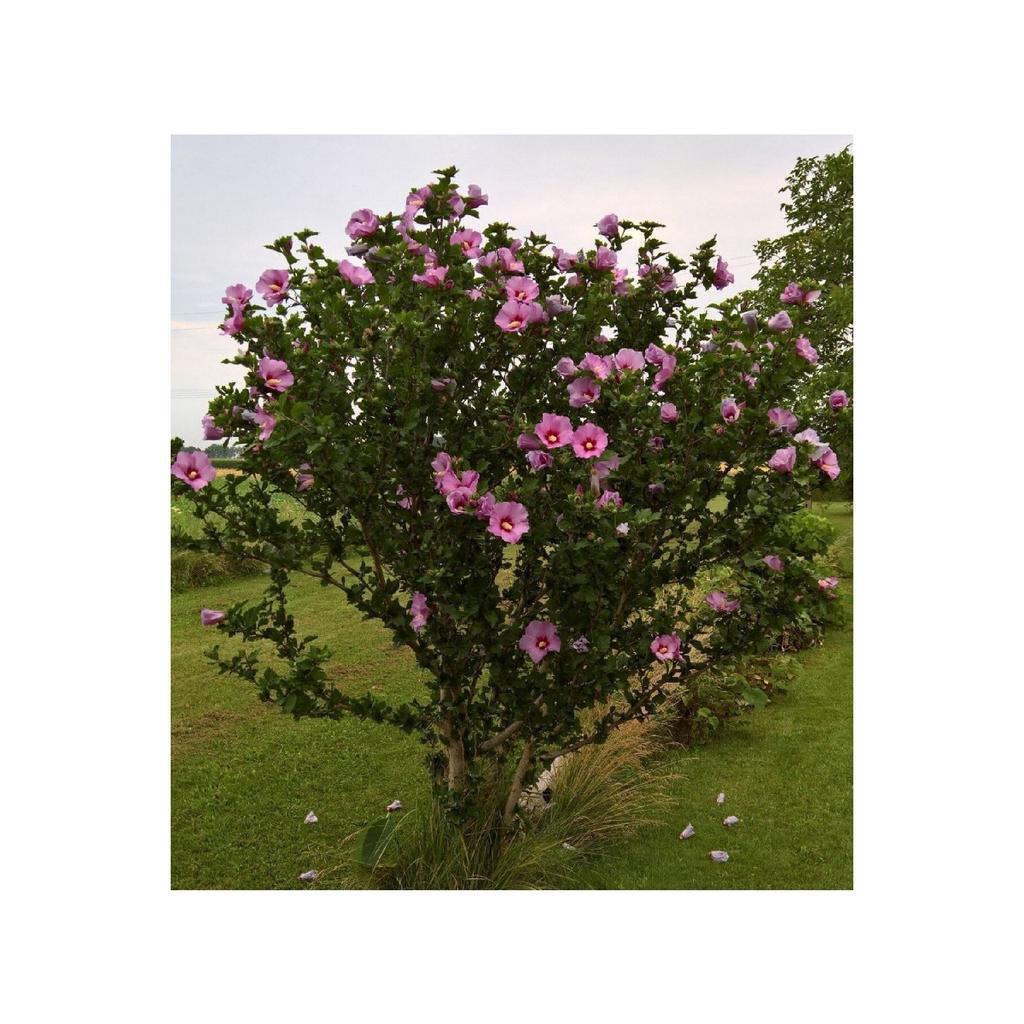 Тетя Севин Зефирный цветок, Мальва 40г (цветок мальвы, алтей лекарственный)