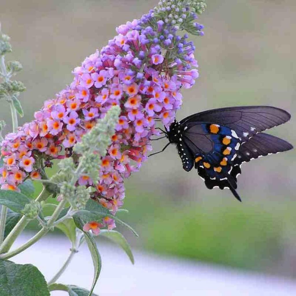 1000 Butterfly Bush Seeds - буддлея - садовый кустарник - воспроизводимые крестьянские семена - SemiWild