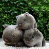 18cm Simulation Plush Hamster Animal Plush Stuffed Doll Toy Home Sofa Decor