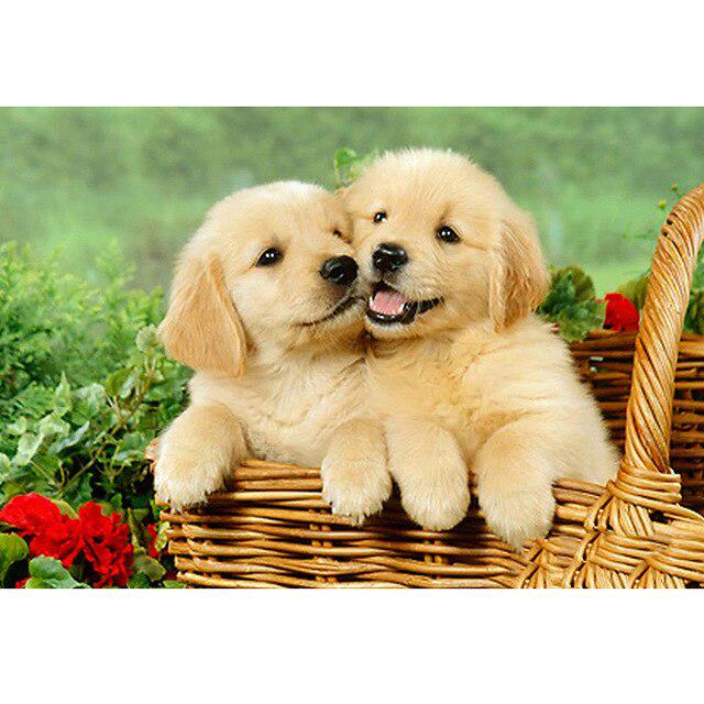 Собака DIY 5D алмазная живопись полная круглая дрель мультфильм животное Алмазная вышивка набор для вышивки крестом горный хрусталь мозаичная Наклейка на стену