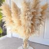 Reed Grass Natural Dried Flowers - Home Decor Preserved Ornaments