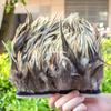 Natural Pheasant Feather Trim On Ribbon 10-15cm Length for Wedding Decor Party Costumes Clothing Sewing Craft 1/5/10 Meters