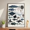 Whale and Shark Seashells Turtles Octopus Fish Marine Life Ocean Animals Poster and Print Canvas Painting  Wall Art Home Living Room