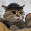 Высокопрочные Мотоциклетные Очки Шлем Для Маленьких Домашних Животных Ветрозащитный Дизайн Удобная Рама Хлопковая Подкладка Собаки Кошки Очки