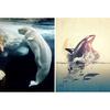 DIY 5D алмазная живопись Дельфин горный хрусталь художественная картина полная алмазная вышивка животное мозаика подарок набор для вышивки крестом домашний декор
