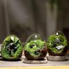 Exquisite Succulent Glass Vase Transparent Micro Landscape Moss Bottle  Balcony