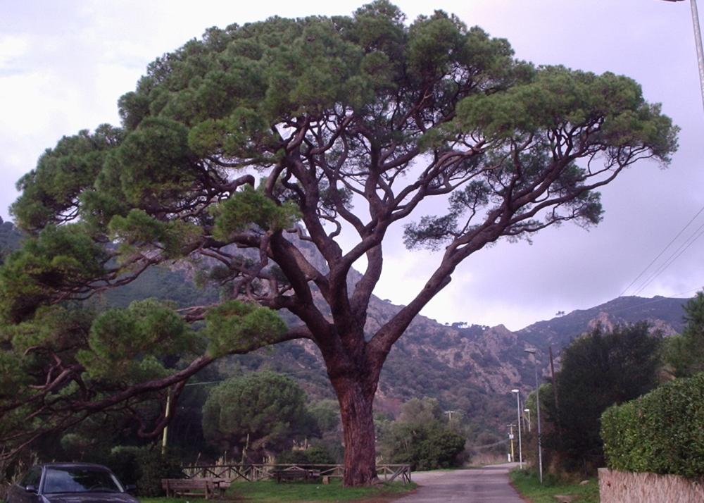 SAFLAX Сосна каменная - 6 семян - Pinus pinea