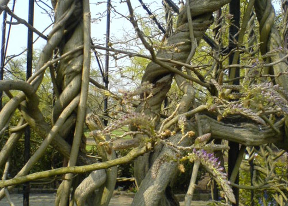 SAFLAX Глициния китайская голубая - 4 семени - Wisteria sinensis