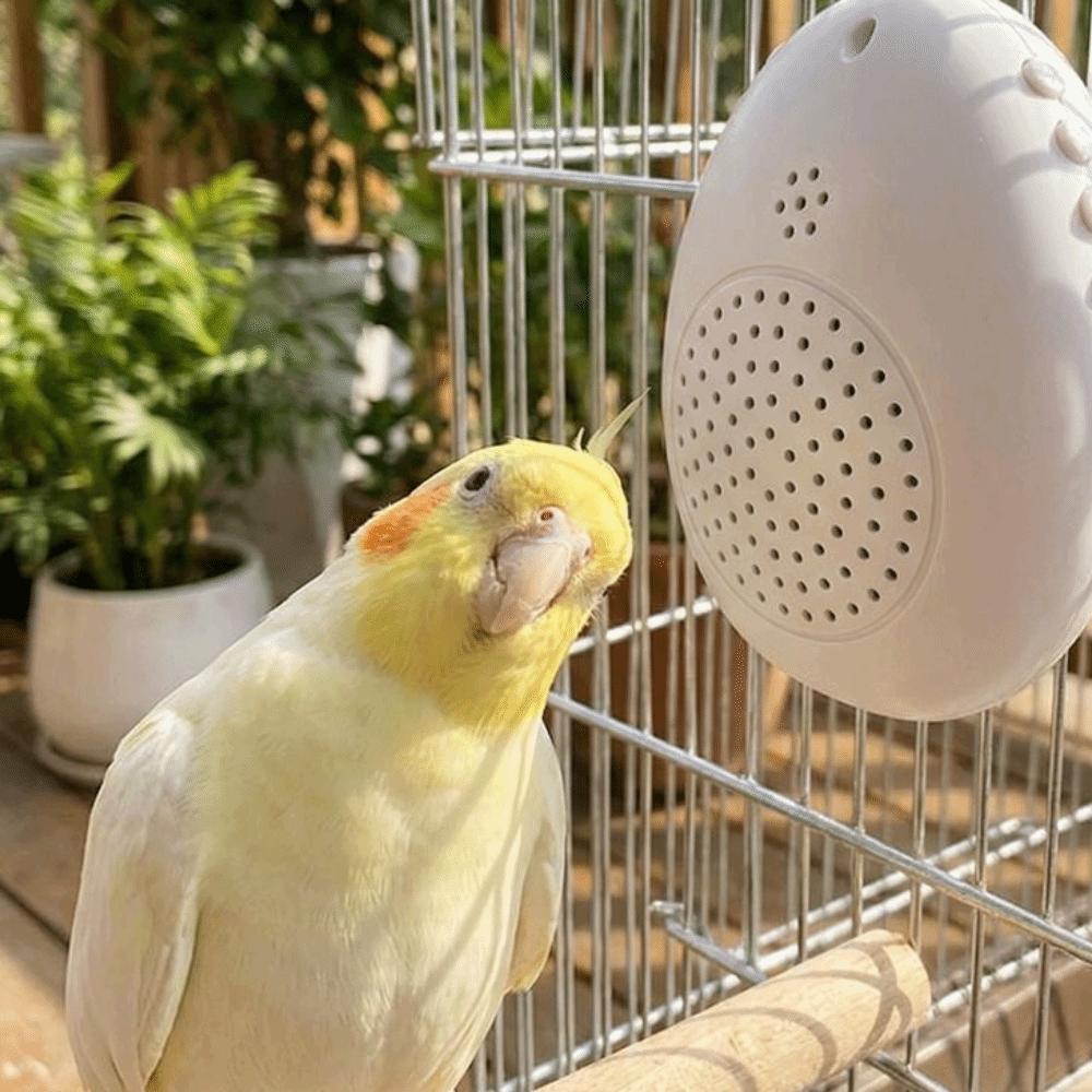 Recording Bird Learning Machine Interactive Speech Training Machine Education Purpose