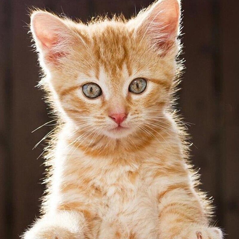 DIY 5D алмазная живопись кошка мозаика полная круглая дрель Алмазная вышивка цветок вышивка крестиком горный хрусталь животное настенное искусство домашний декор